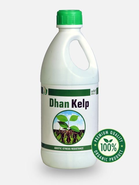 Dhan Kelp